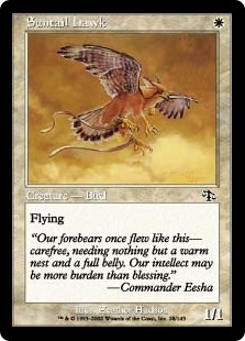 (JUD-CW)Suntail Hawk/陽光尾の鷹