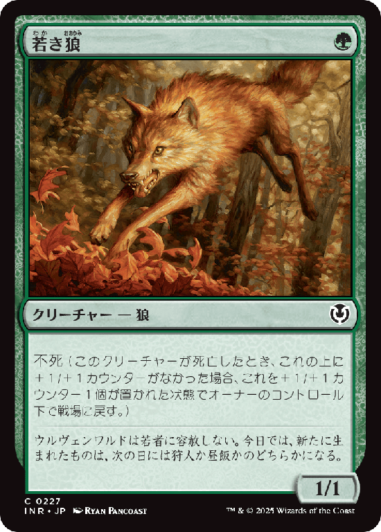 (INR-CG)Young Wolf/若き狼