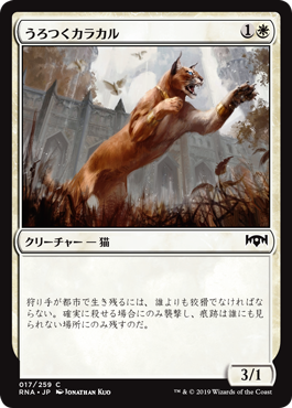 (RNA-CW)Prowling Caracal/うろつくカラカル