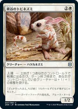 (ZNR-UW)Canyon Jerboa/峡谷のトビネズミ