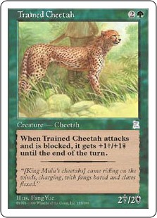 (PTK-UG)Trained Cheetah/訓練された豹