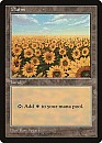 (Promo-APAC1)Plains/平地 (Illus. Ron Spears)【ヒマワリ】